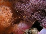 Spidercrab on Soft Coral